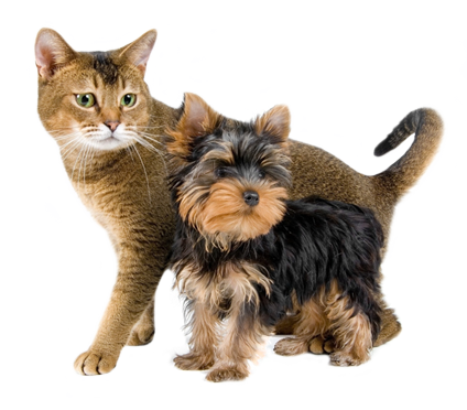 Первый слайд