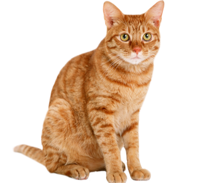 Второй слайд